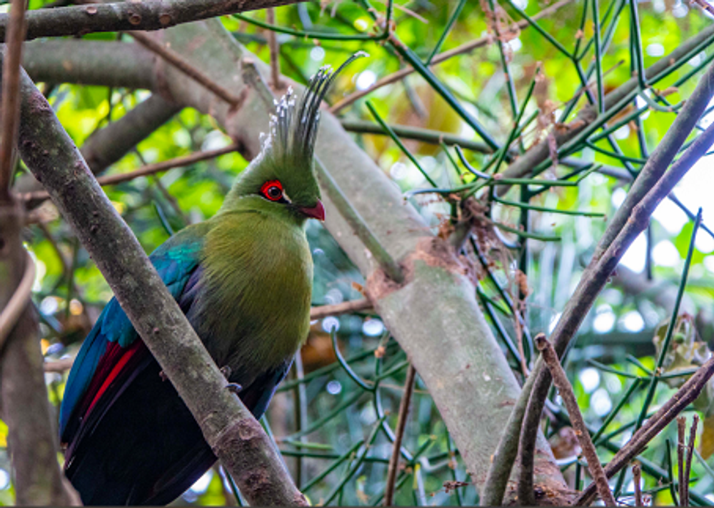 Nature Walks - Schalows Turacco
