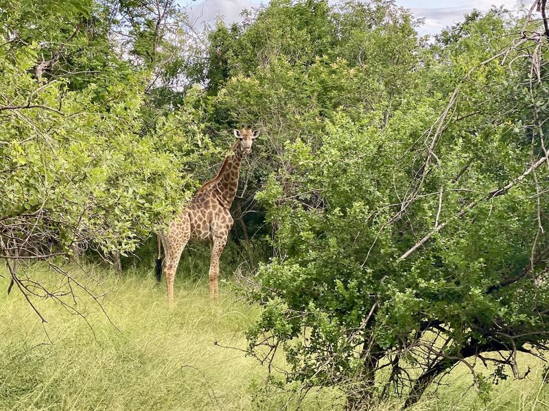 River Front Stand for Sale in Sharalumbi Wildlife Estate - Photo 3