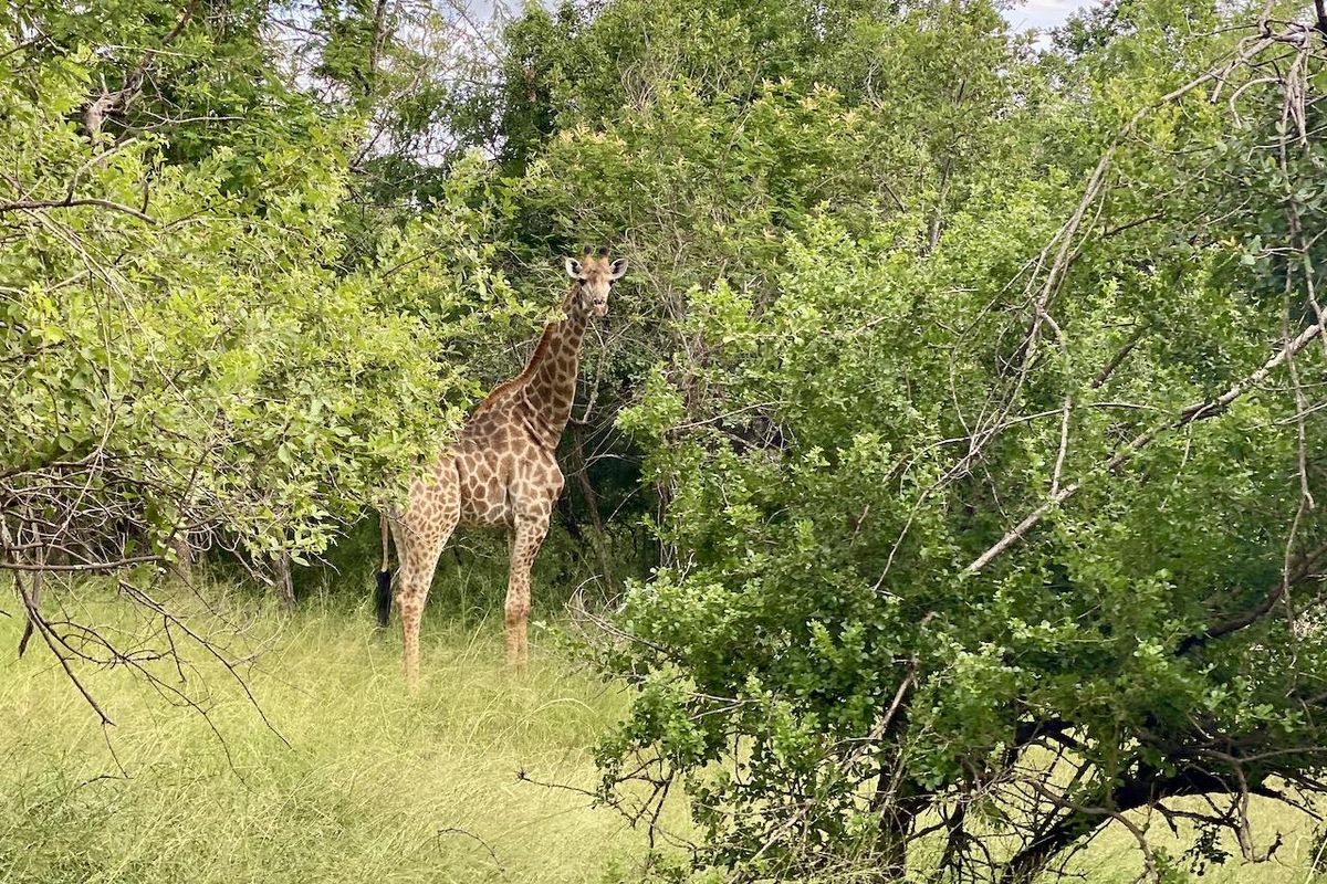 River Front Stand for Sale in Sharalumbi Wildlife Estate - Photo 3