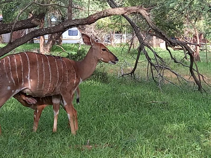 Embrace Peace & Convenience in Idyllic Leeupoort Stand - Photo 6