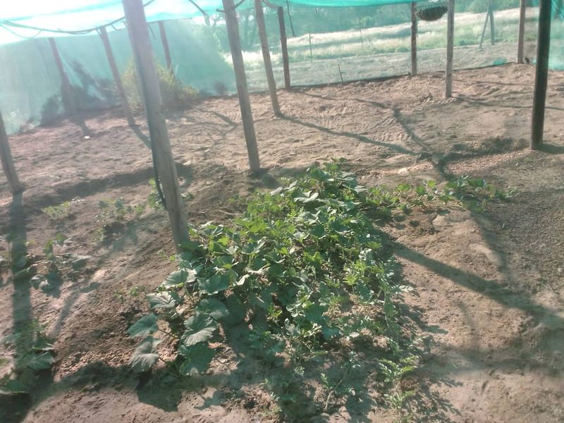 Plot with fruit trees for sale - Usakos - Photo 9