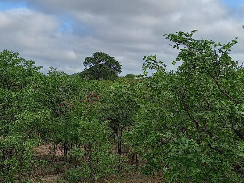 A view of the natural, undeveloped residential land featuring dense indigenous vegetation and trees.