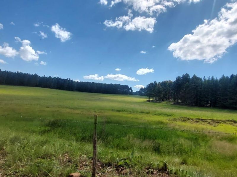 1489 Hectare of Prime Plantation and Mixed Farming for Sale in the Highlands of Belfast Mpumalanga - Photo 2