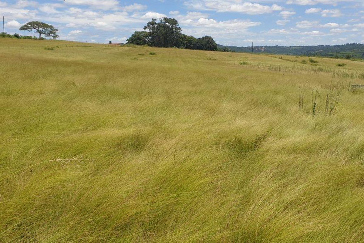 Lovely farm for sale with good soil and ready for its new owner with ambition. - Photo 4