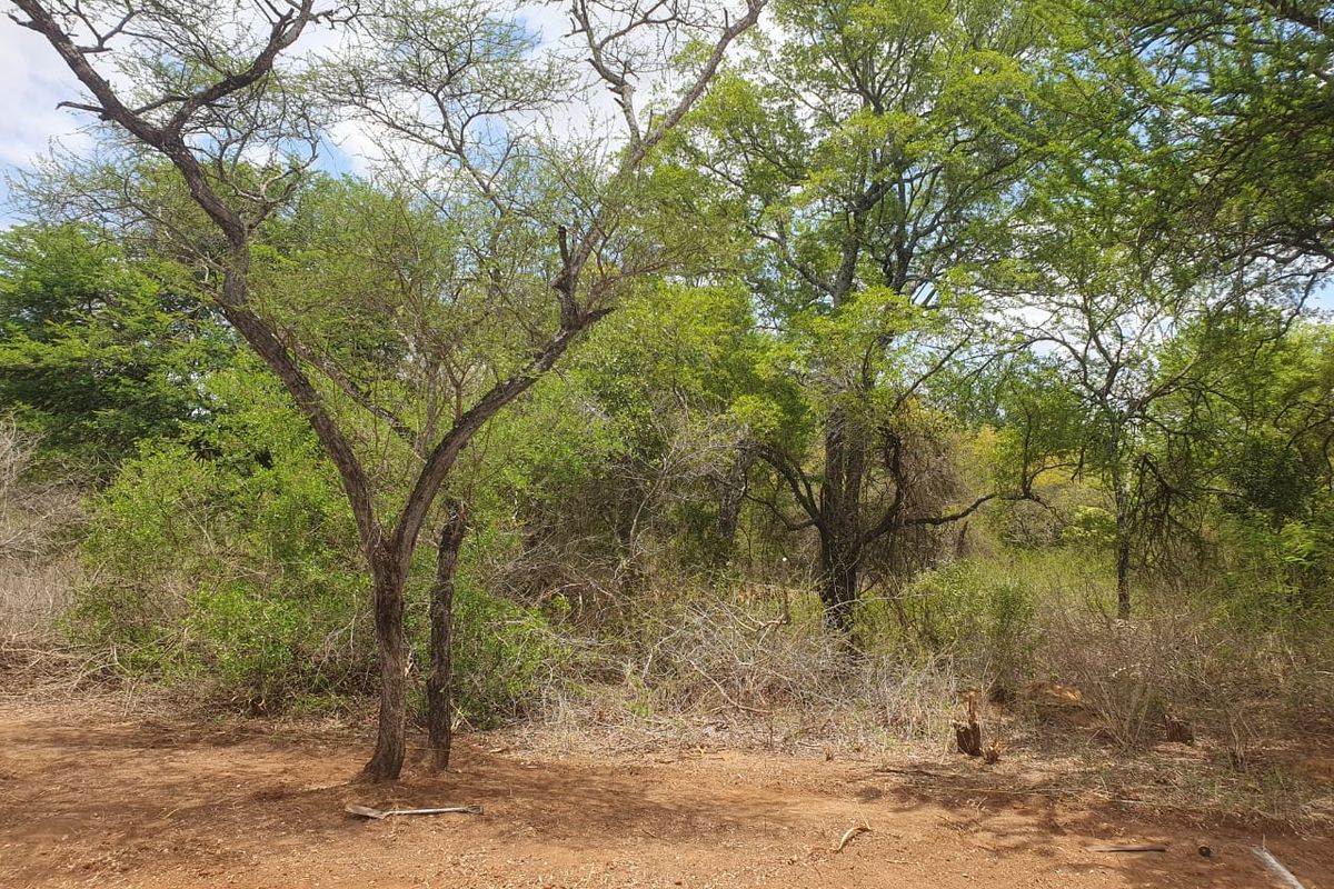 New, 4-Bedroom Family Home – to be constructed in Blyde Wildlife Estate - Photo 5