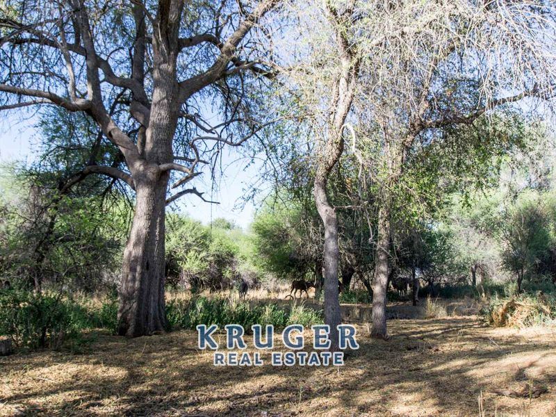 Agricultural smallholding situated approximate 20 km North-East of Omaruru on the banks of the Omaruru river - Photo 8
