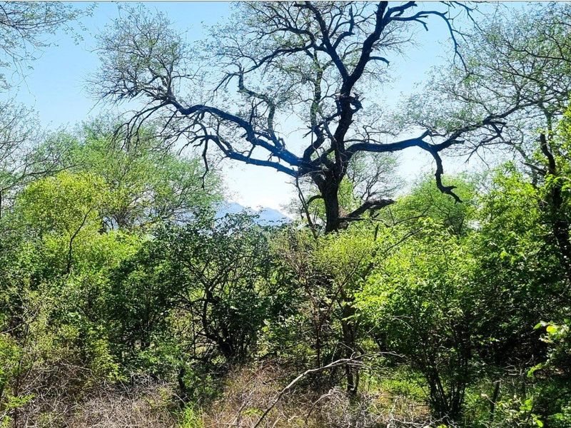 Prime Location in Big 4 Game Reserve!! - Photo 5
