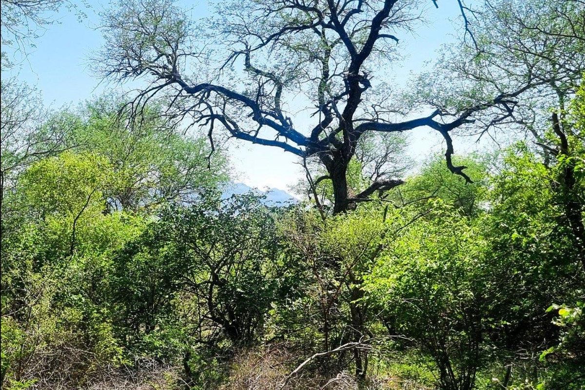Prime Location in Big 4 Game Reserve!! - Photo 5