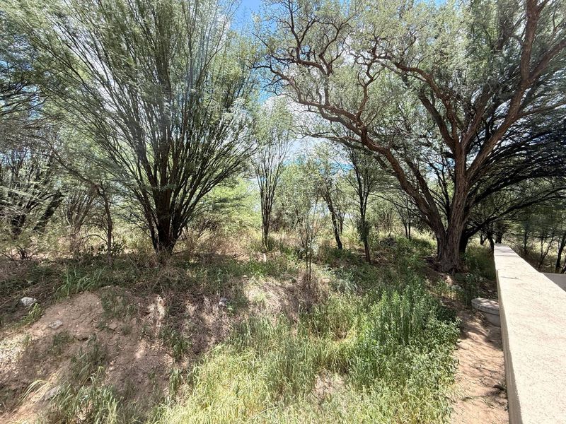 A view of a natural, undeveloped residential plot featuring mature trees and a concrete retaining wall.