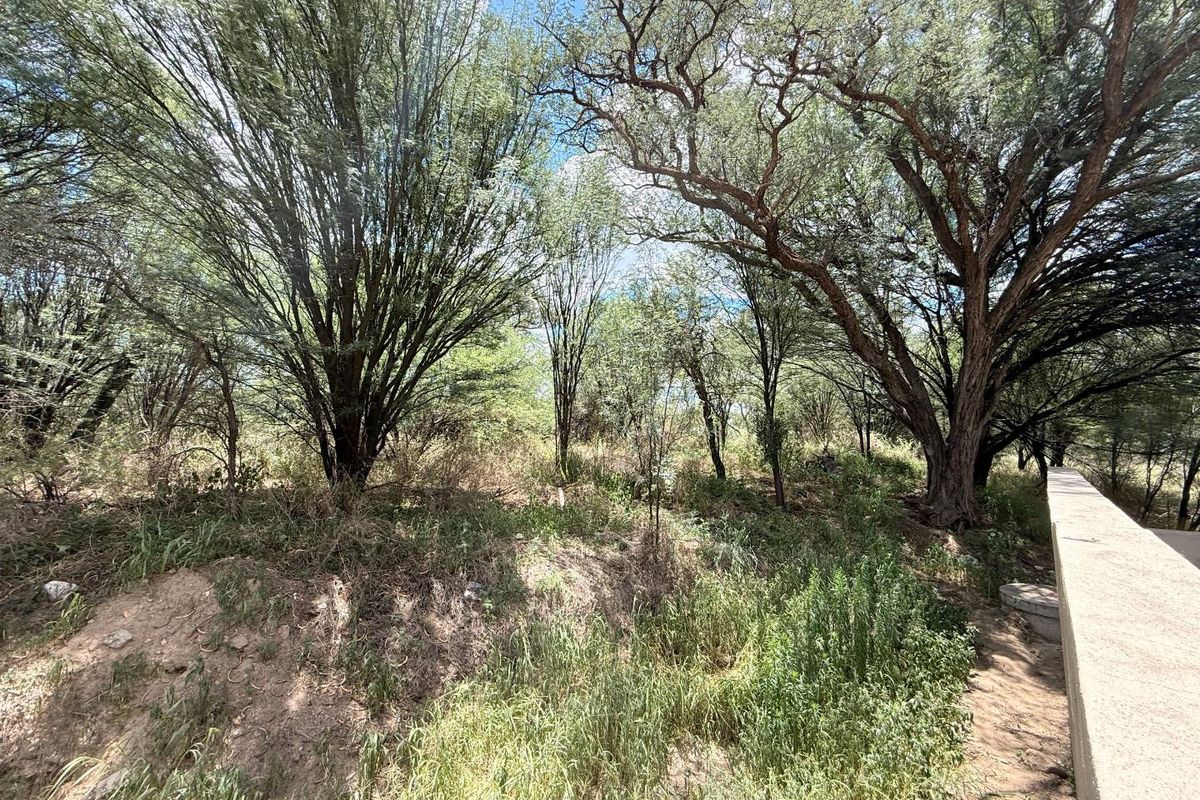 A view of a natural, undeveloped residential plot featuring mature trees and a concrete retaining wall.
