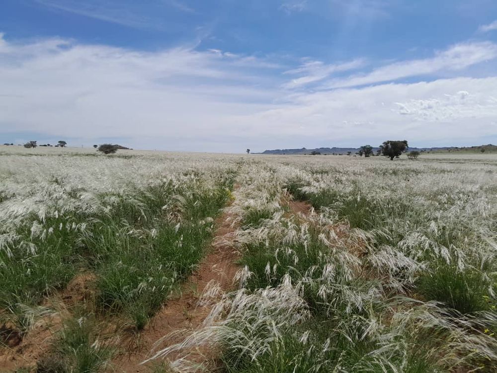 View of the field after the rain. 
