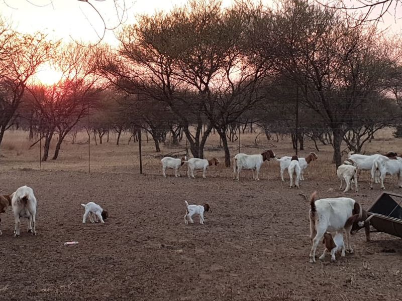 STUNNING 340-HECTARE GAME AND CATTLE FARM FOR SALE – JUST 8 KM FROM NABOOMSPRUIT - Photo 7