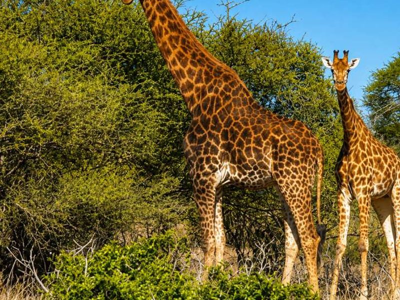 A photograph of giraffes in a natural bushveld landscape, typical of a farm or game reserve setting.