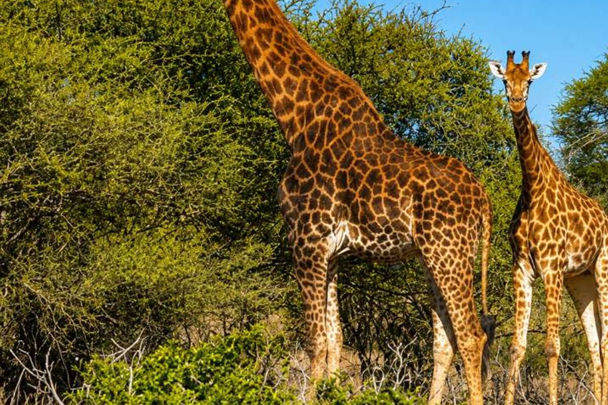 A photograph of giraffes in a natural bushveld landscape, typical of a farm or game reserve setting.