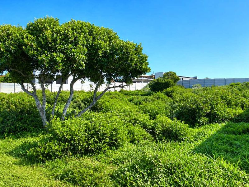 A vacant residential plot featuring established greenery, mature trees, and a precast concrete boundary wall, situated in a developed neighborhood.