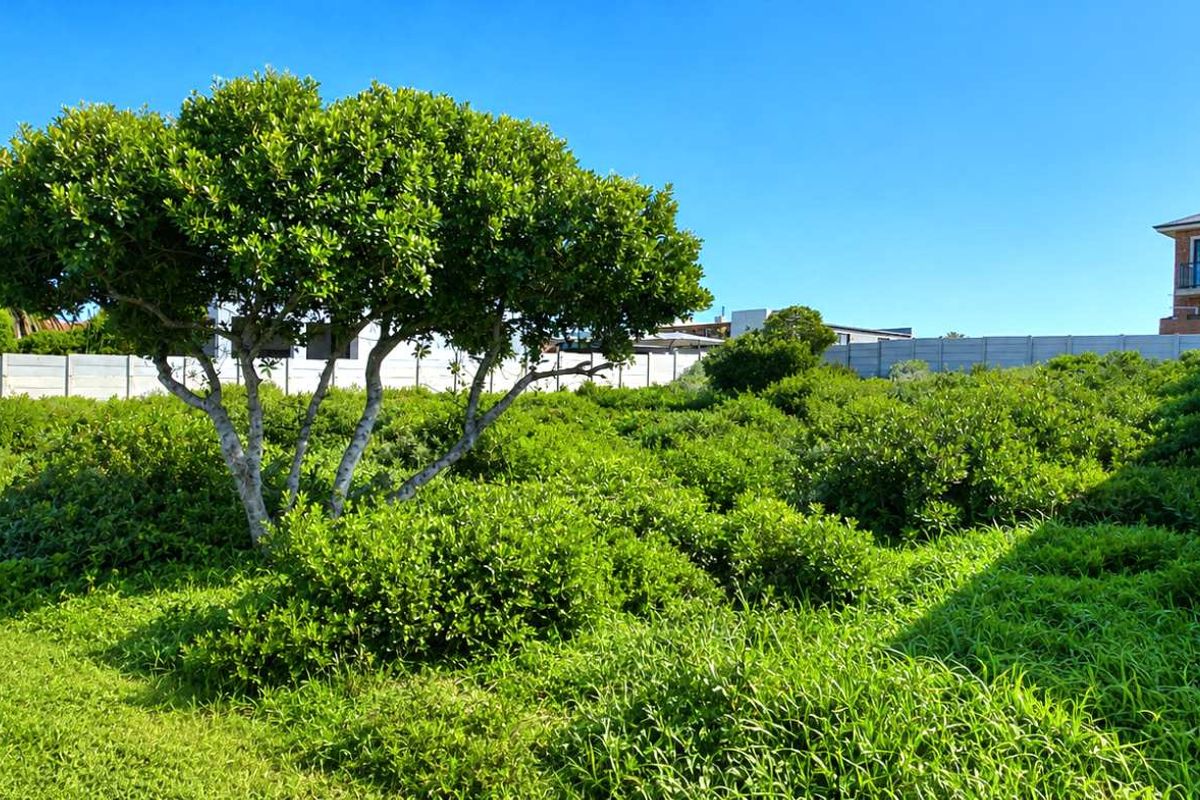 A vacant residential plot featuring established greenery, mature trees, and a precast concrete boundary wall, situated in a developed neighborhood.