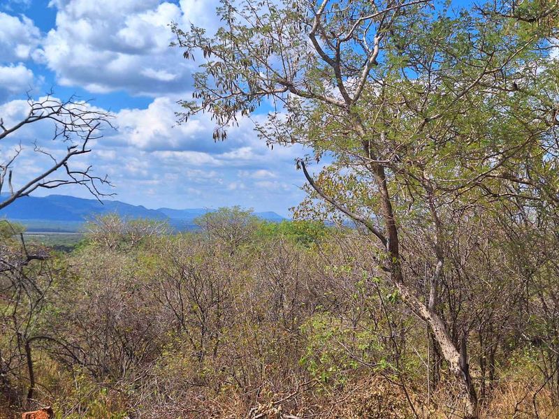 Infinite Beauty - Limited Sstands - Photo 4