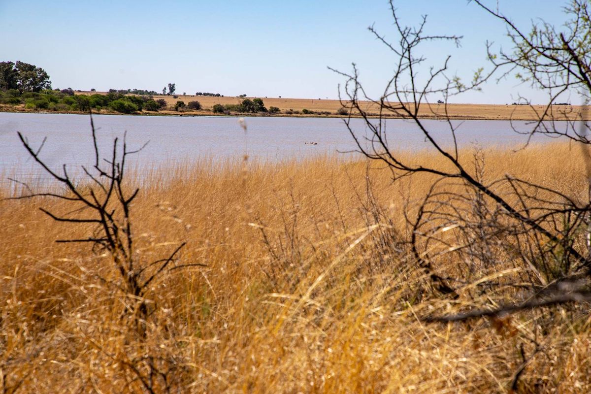 Vacant Land with Dam Views – Weltevrede Dam, Koppies - Photo 4