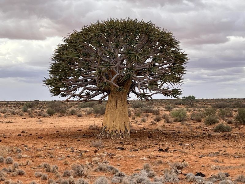 Boesmanland farm for sale near Kenhardt. - Photo 6