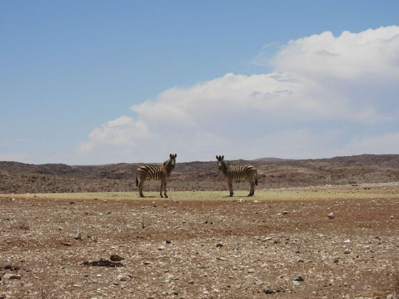 FOR SALE : FULLY EQUIPPED 27,000 HA FARM WITH BOREHOLES, DAMS & WILDLIFE - Photo 5