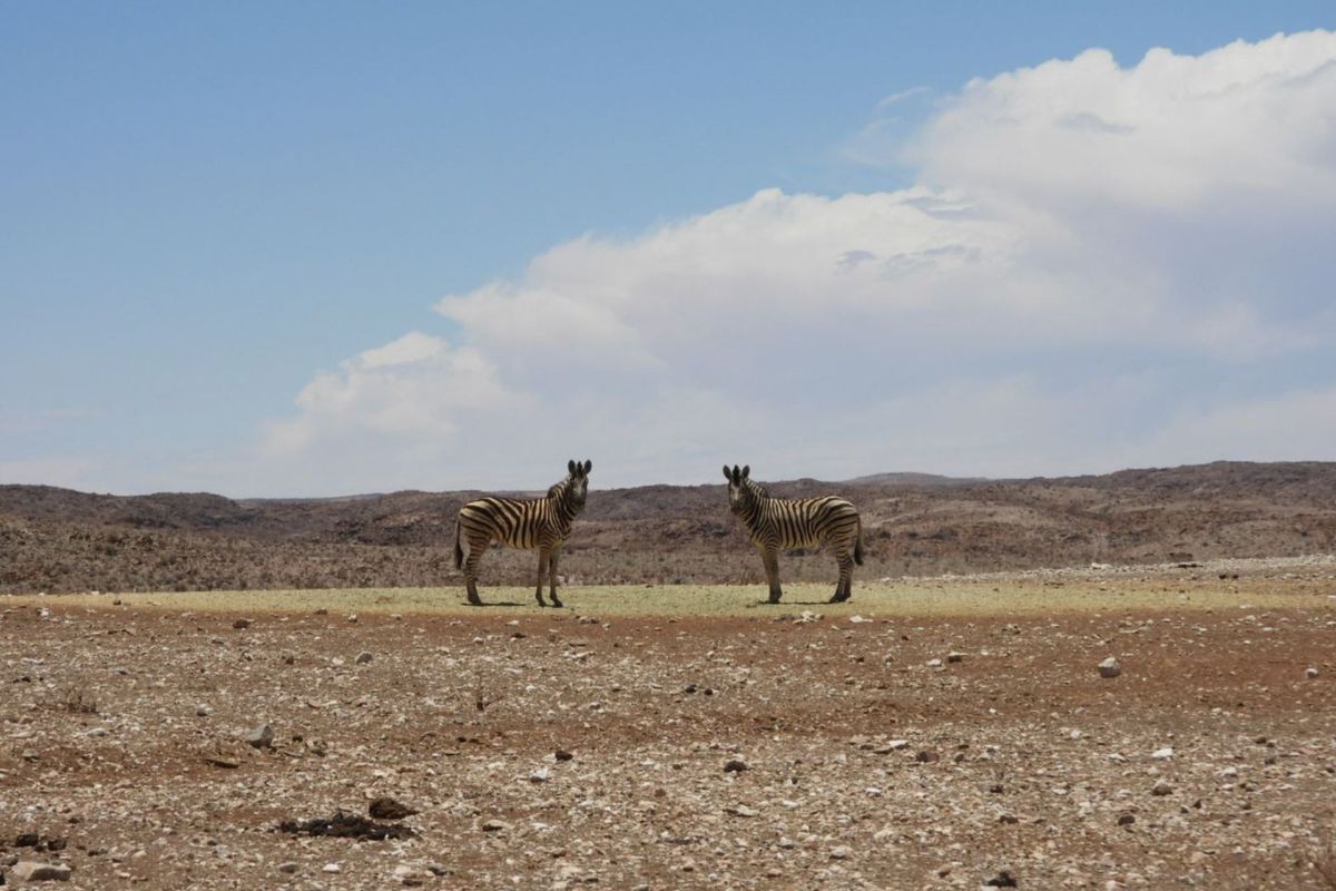 FOR SALE : FULLY EQUIPPED 27,000 HA FARM WITH BOREHOLES, DAMS & WILDLIFE - Photo 5