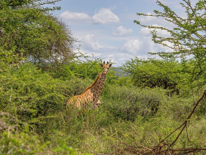 Investor’s Dream: 226Ha Lodge, Game Farming Estate - Luxury Infrastructure and High ROI Potential - Photo 3