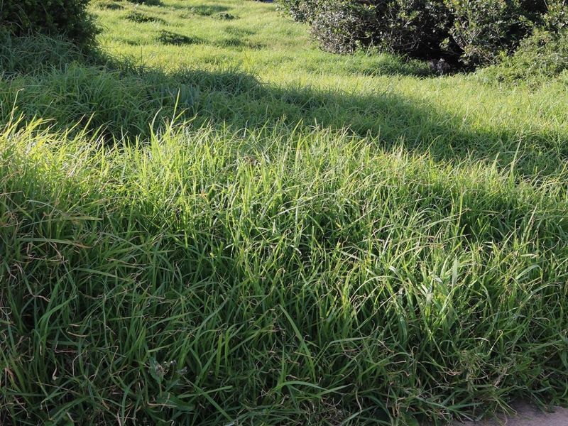 Vacant Land For Sale In Dana Bay - Photo 7