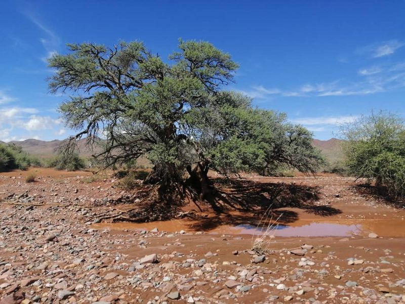 BEAUTIFUL LIVESTOCK / TOURISM / HUNTING FARM FOR SALE NEAR BETTA - NAMIBIA - Photo 4