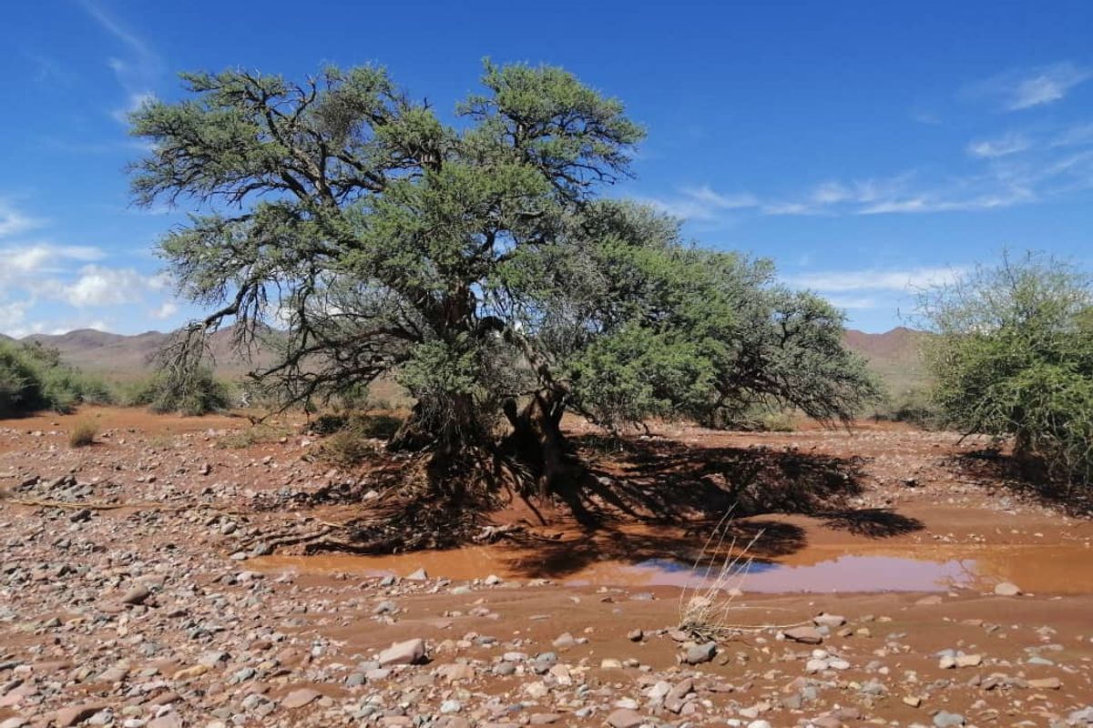 BEAUTIFUL LIVESTOCK / TOURISM / HUNTING FARM FOR SALE NEAR BETTA - NAMIBIA - Photo 4