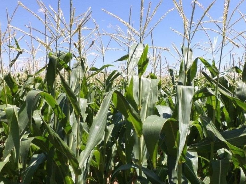 OKAHANDJA | ESTABLISHED AGRI-BUSINESS FOR SALE - Photo 2