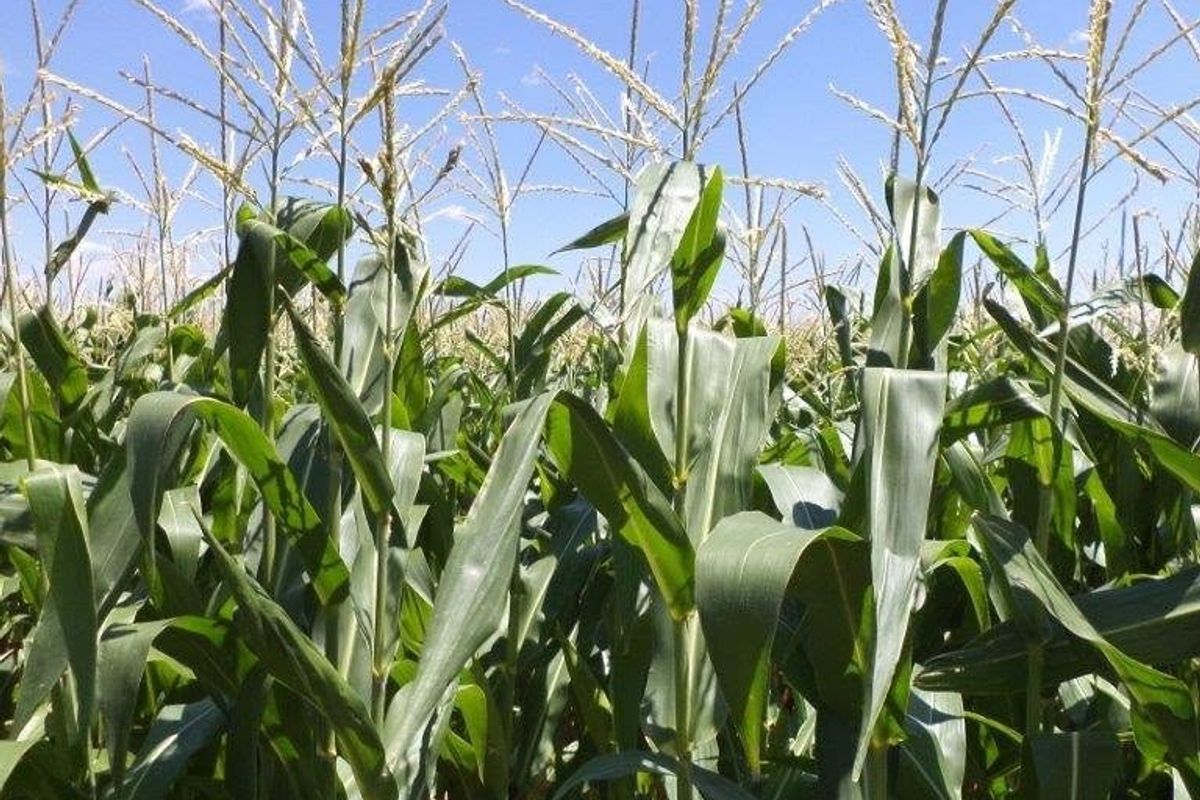 OKAHANDJA | ESTABLISHED AGRI-BUSINESS FOR SALE - Photo 2