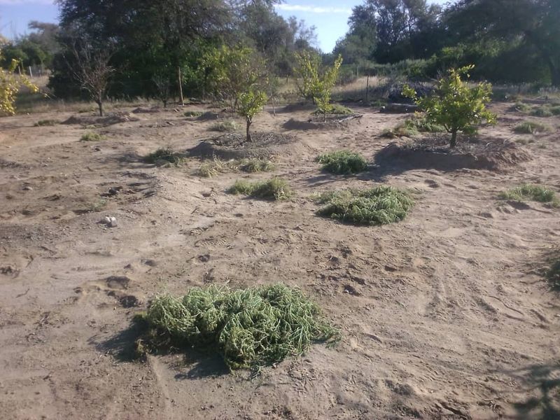 Plot with fruit trees for sale - Usakos - Photo 8