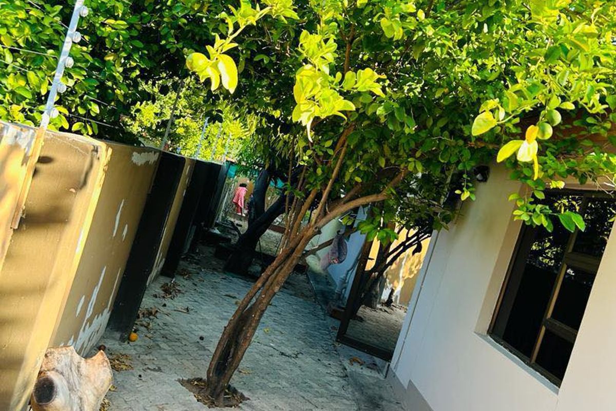 A side or rear exterior walkway featuring paved flooring, a mature tree, and boundary walls equipped with electric fencing.