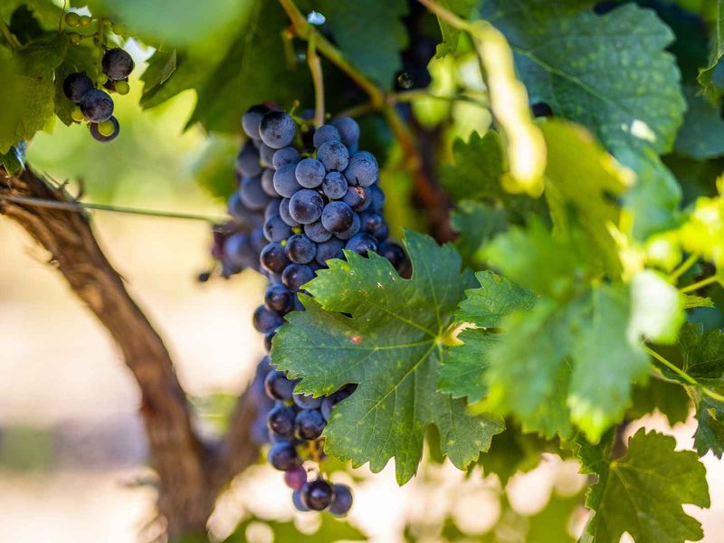 Build a 27 Hectare Legacy Estate on a Scenic Winelands Landscape at Val de Vie Estate - Photo 6