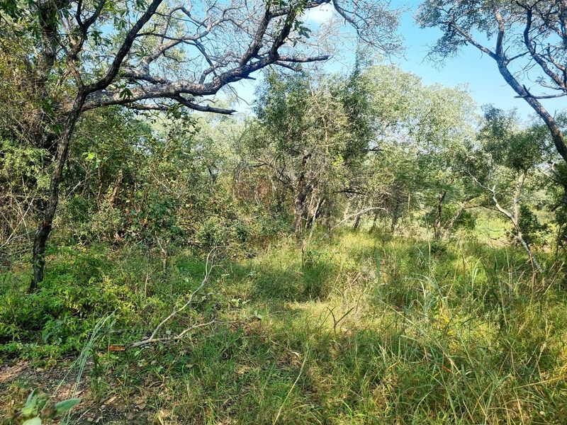 1.9-hectare riverfront stand for sale in Moditlo Wildlife Estate - Photo 6