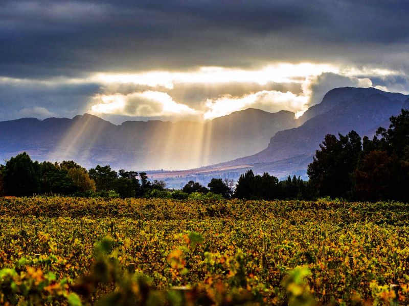 Build a 27 Hectare Legacy Estate on a Scenic Winelands Landscape at Val de Vie Estate - Photo 2