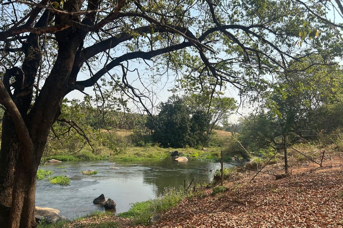Magnificent Riverfront with island 9.5 Ha Litchi & Macadamia Farm on the Banks of the Letaba River - Photo 2