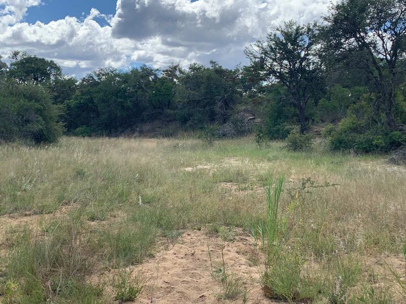 Welcome to the South African bushveld!   Lovely vacant riverbed stand for sale! - Photo 9