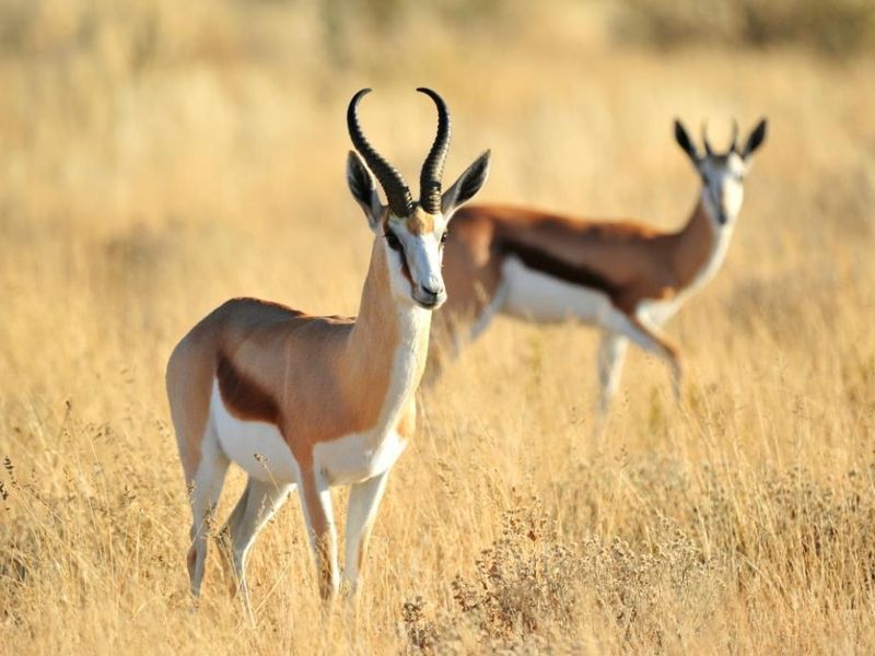 Own a Profitable Game farm in Scenic Grootfontein! - Photo 2