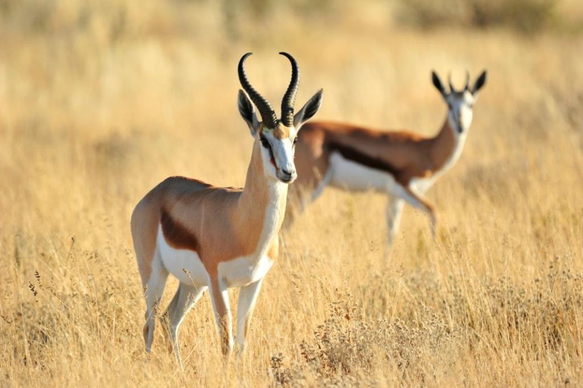 Own a Profitable Game farm in Scenic Grootfontein! - Photo 2