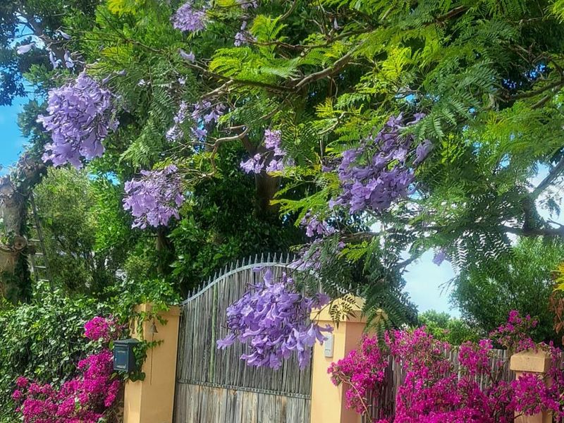 A charming front entrance featuring a timber driveway gate flanked by masonry pillars, surrounded by vibrant flowering jacaranda and bougainvillea.