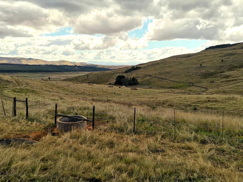 475Ha MULTI-USE FARM IN DONNYBROOK - Photo 5