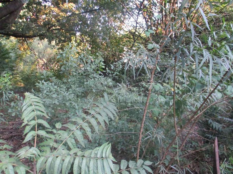 Tranquility - Photo 3