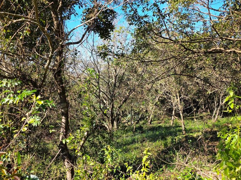 Land for Sale with Spectacular Views over Kloof Gorge - Photo 9