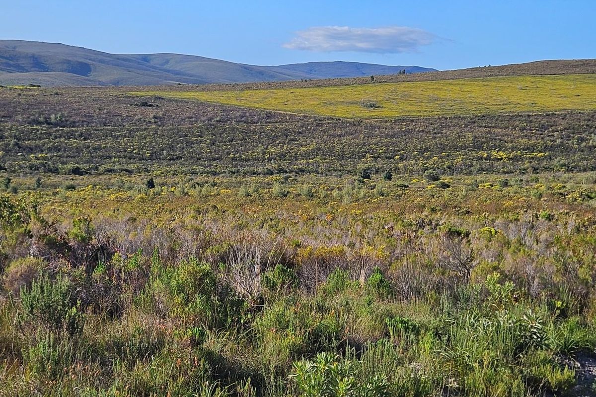 A Dream Come True - Photo 4