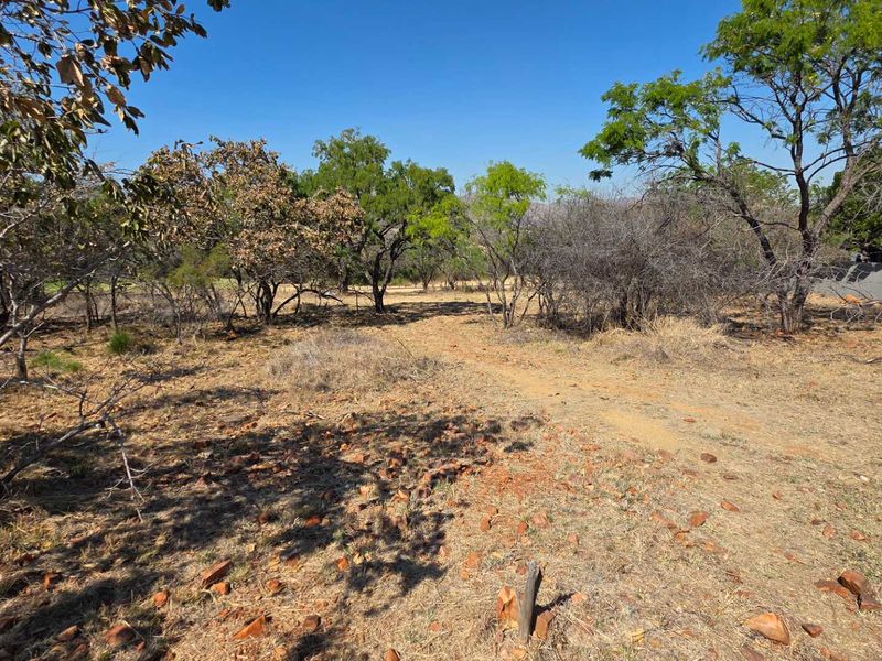 A natural, undeveloped garden area featuring indigenous trees and dry, native vegetation.
