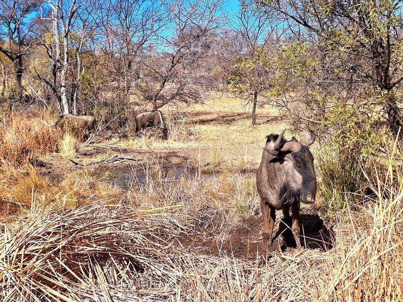 Leeupoort: Secure, Scenic, and Serene - 400m2 stand Awaits - Photo 7