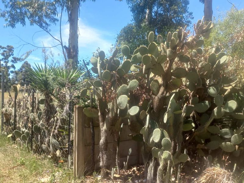 Build Your Dream Home/Business on Expansive Land in Walkerville - Photo 8