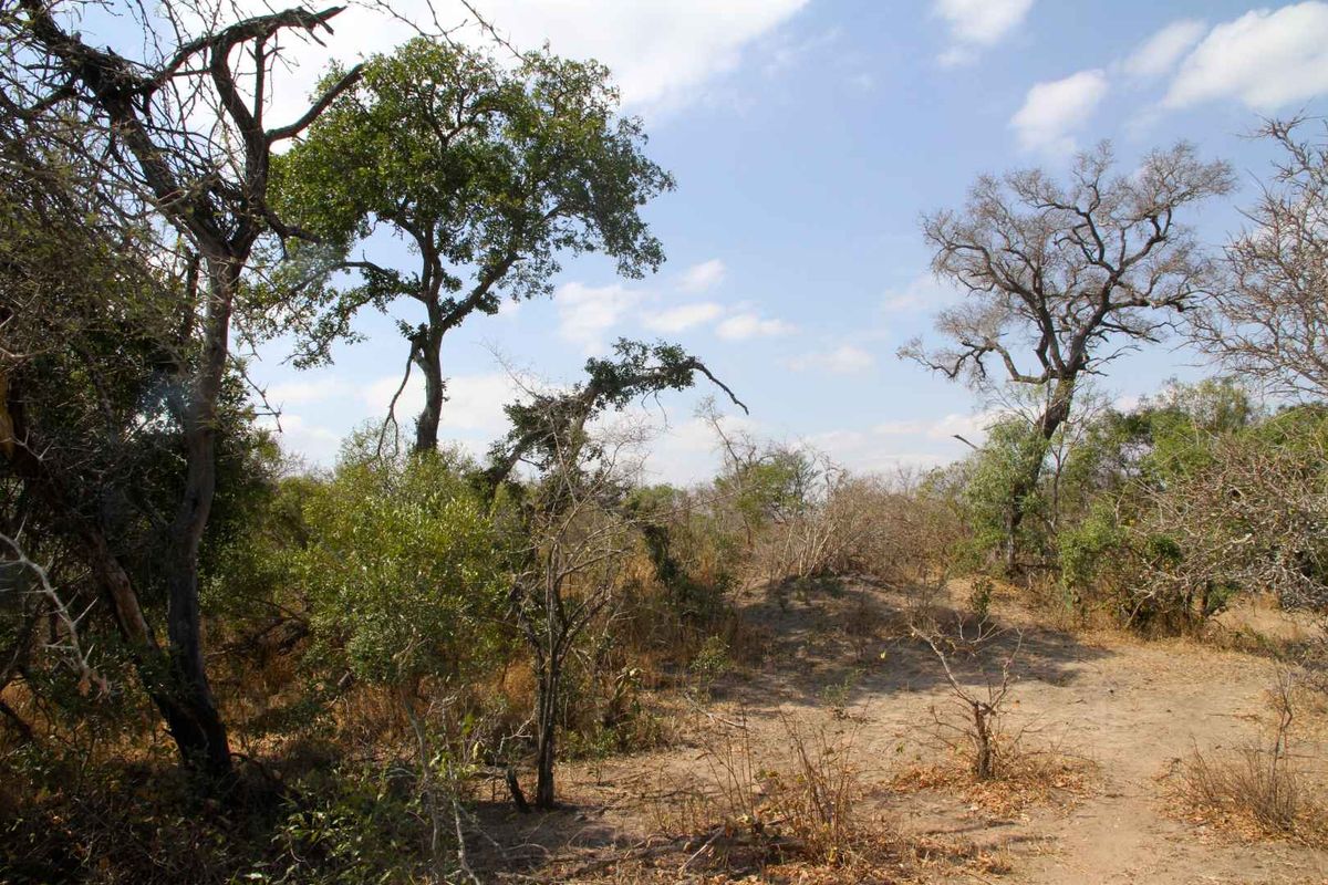 Vacant Land in MODITLO NATURE RESERVE - Photo 3