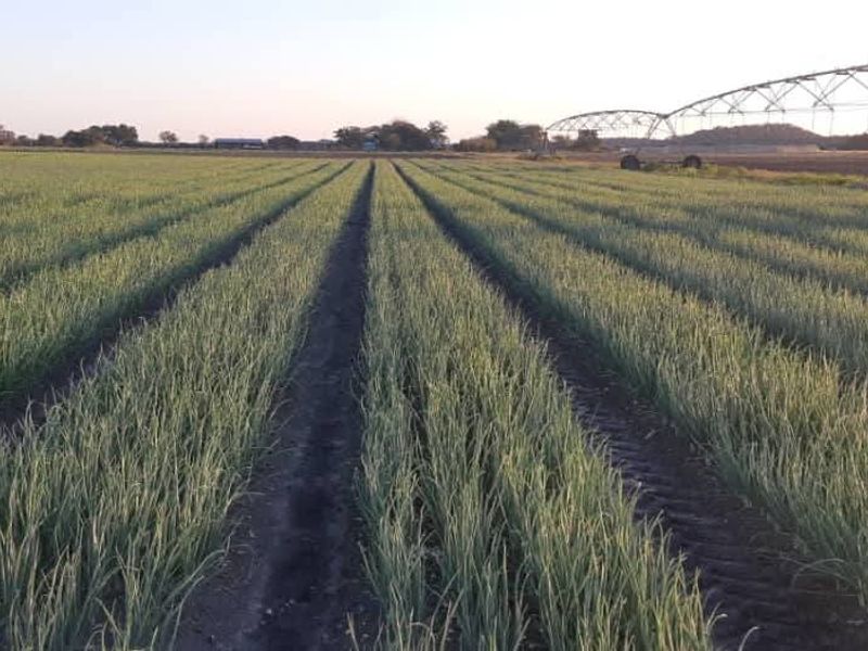 Walk in and produce in a friendly farm environment. - Photo 6